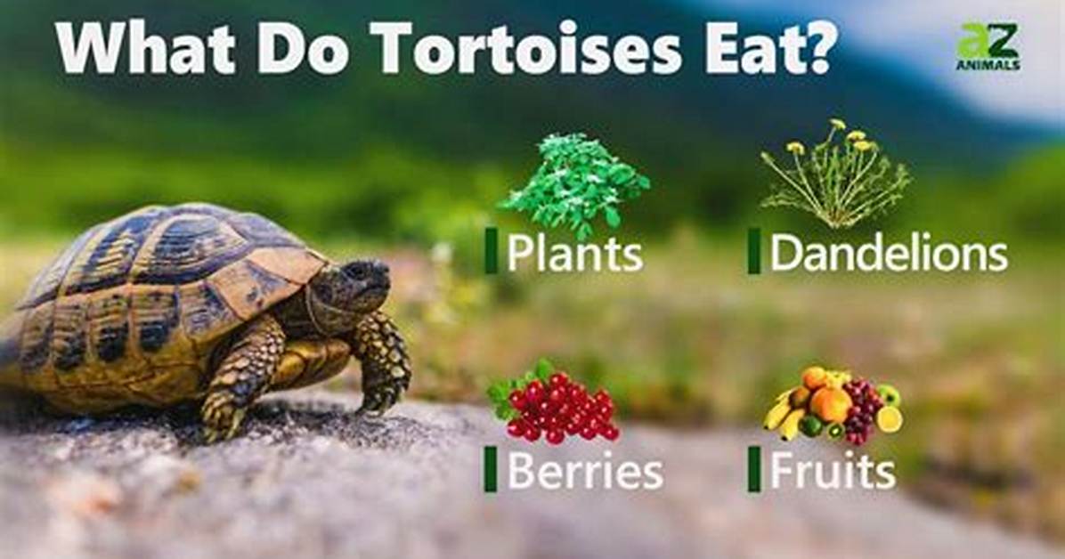 Do Tortoise Eat Opuntia?
