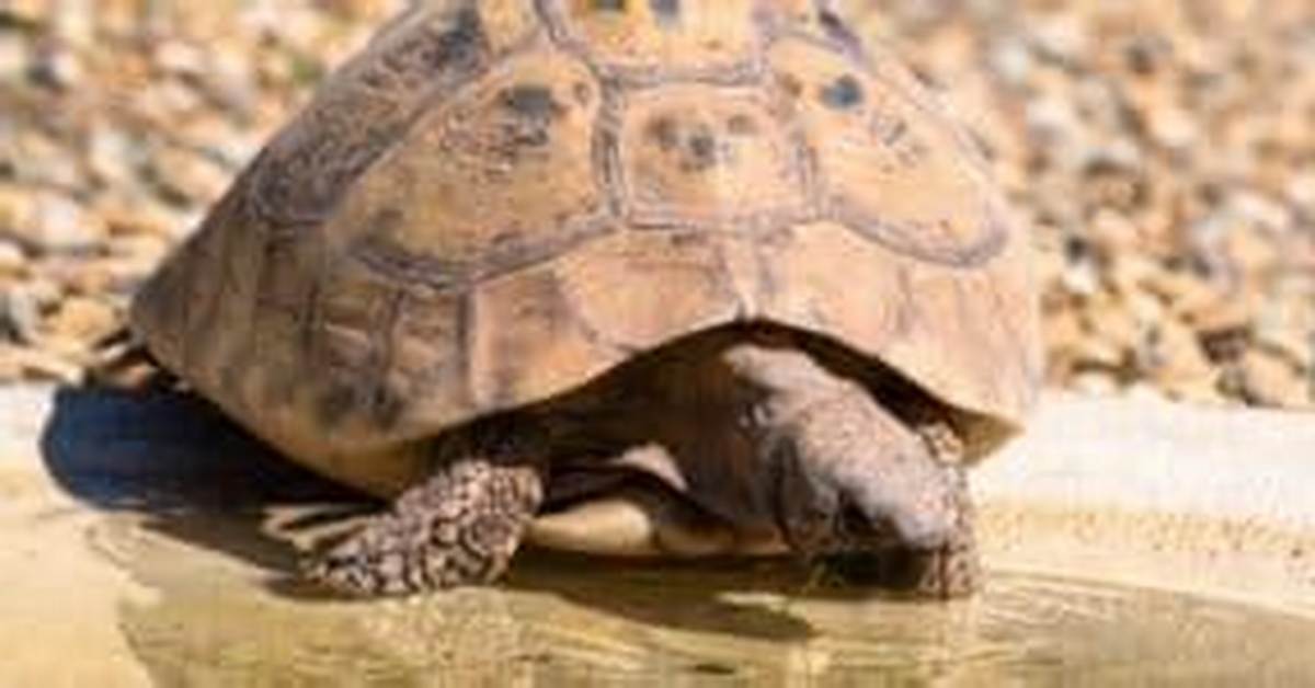 Do Tortoises Need Water?