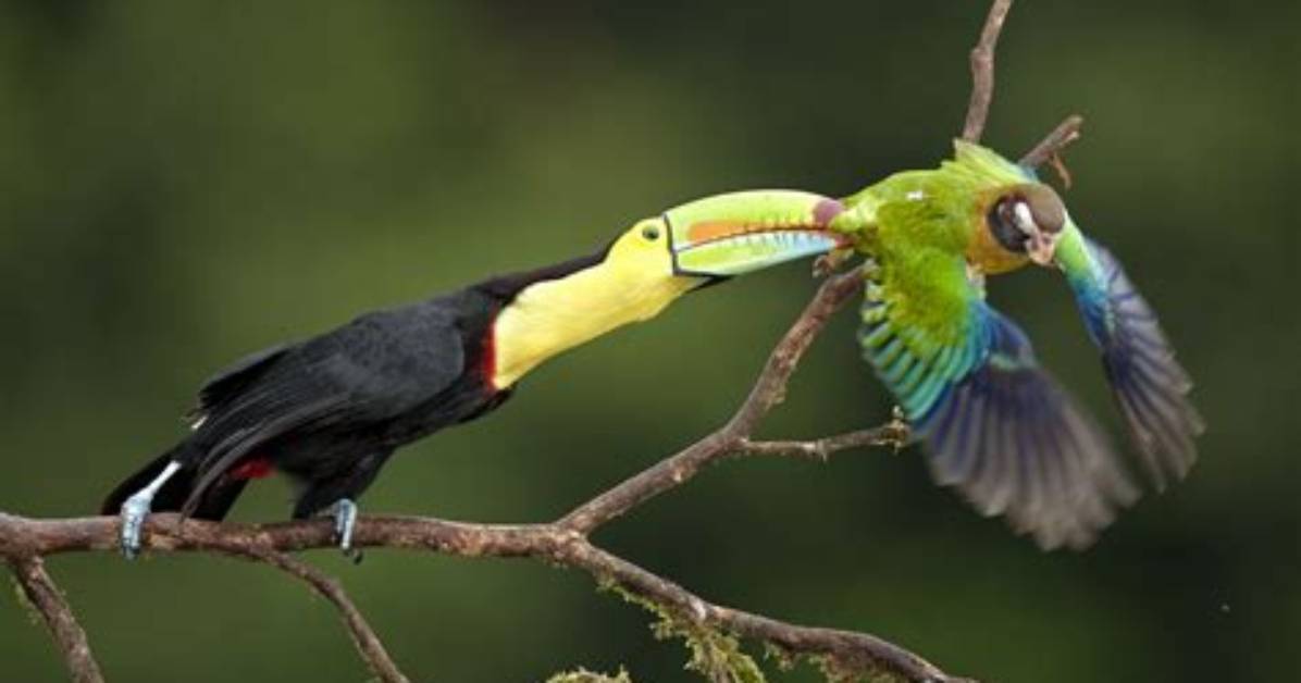 Do Toucans Eat Meat?