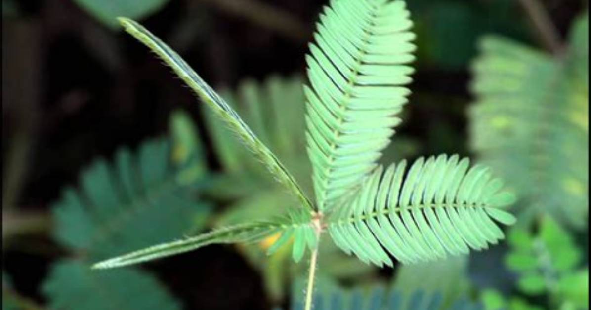 Do Touch Me Not Leaves Droop?