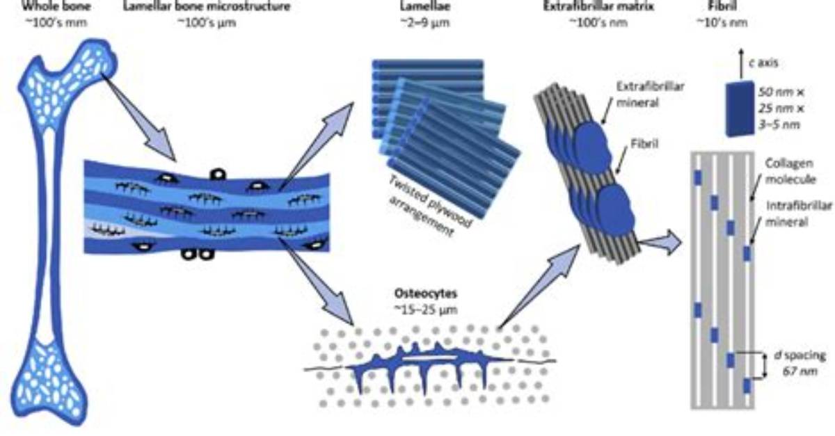 Do Trabeculae Have Lamellae?
