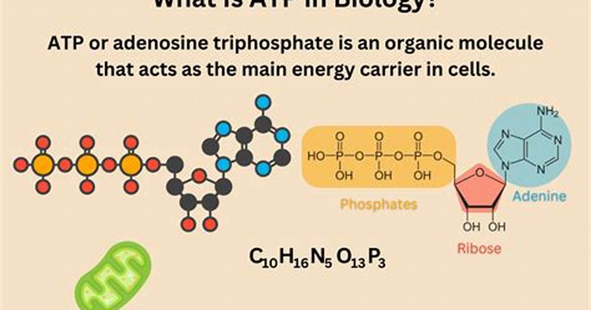 Do Transporters Require Atp?