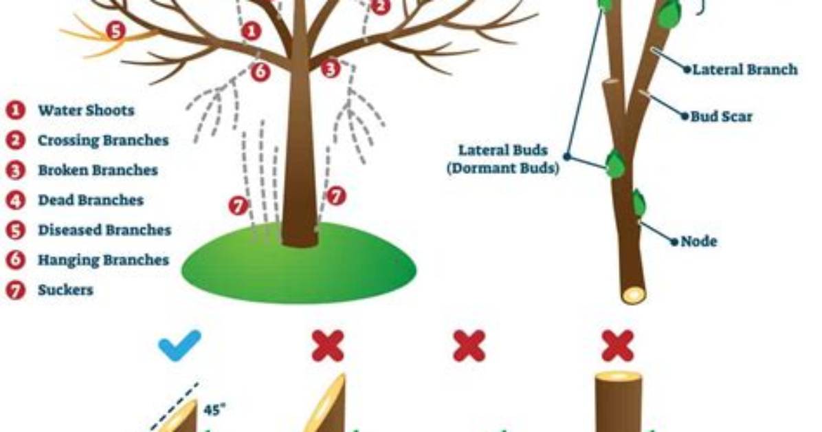 Do Tree Branches Get Higher from the Ground as a Tree Grows