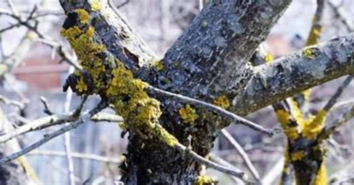 Do Trees Get Sick