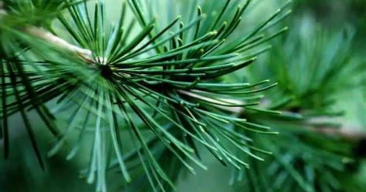 Do Trees Have Needle Shaped Leaves?