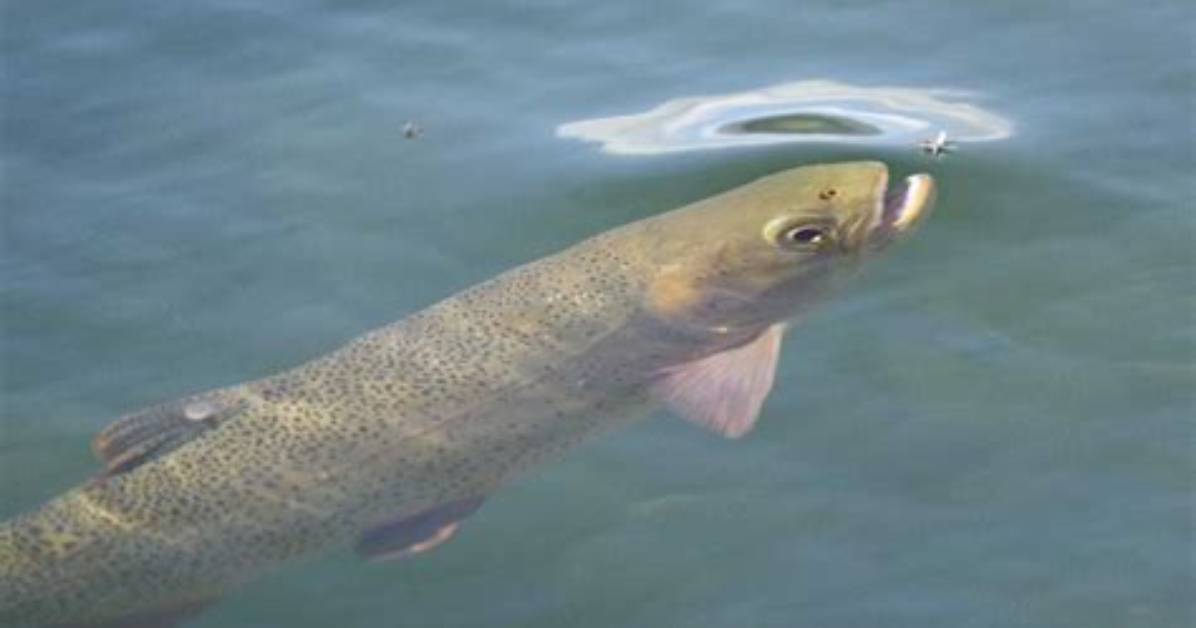 Do Trout Eat Damselflies?