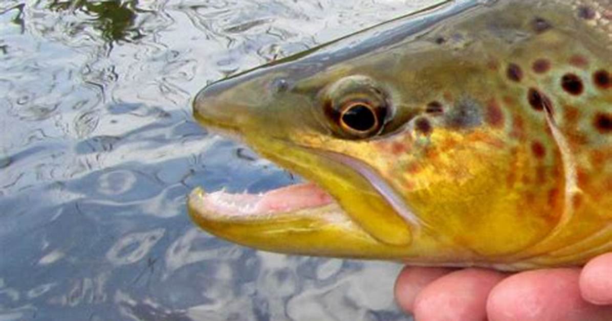 Do Trout Have Teeth