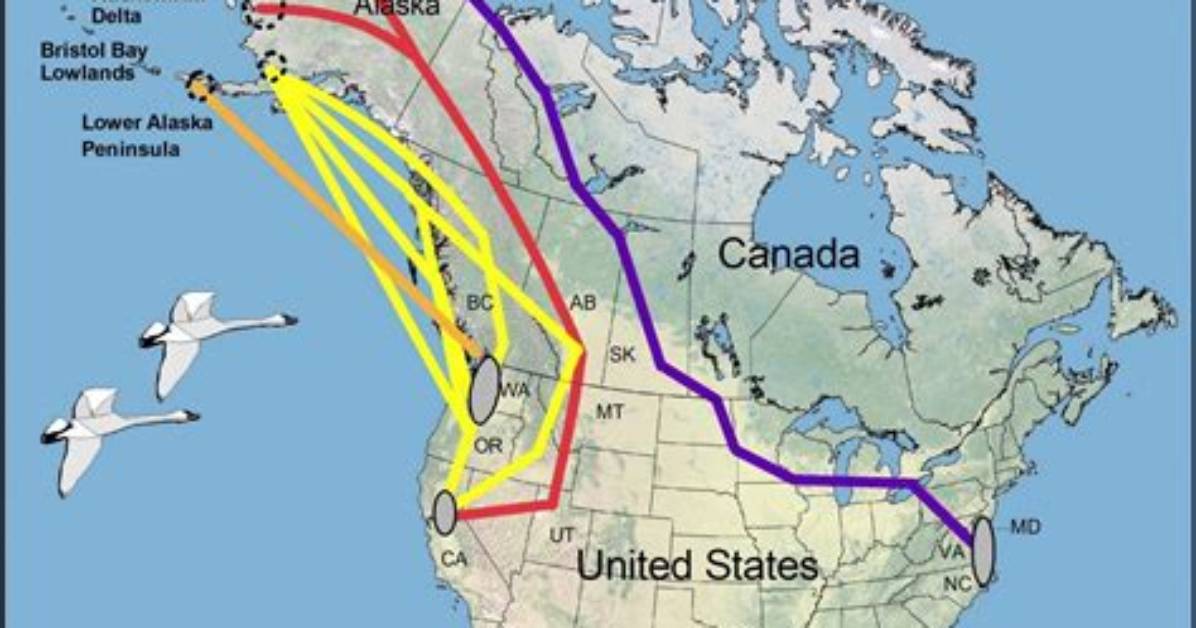 Do Trumpeter Swans Migrate?