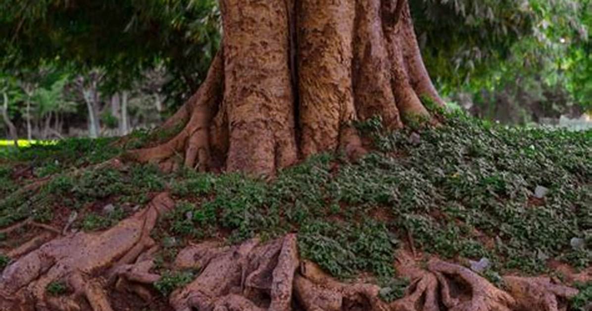 Do Tulip Trees Have Invasive Roots?