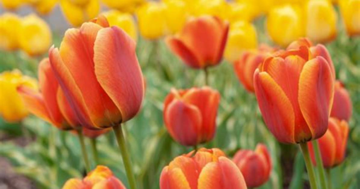 Do Tulips Naturalise