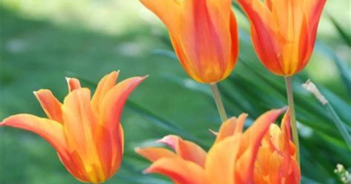 Do Tulips Require Full Sun