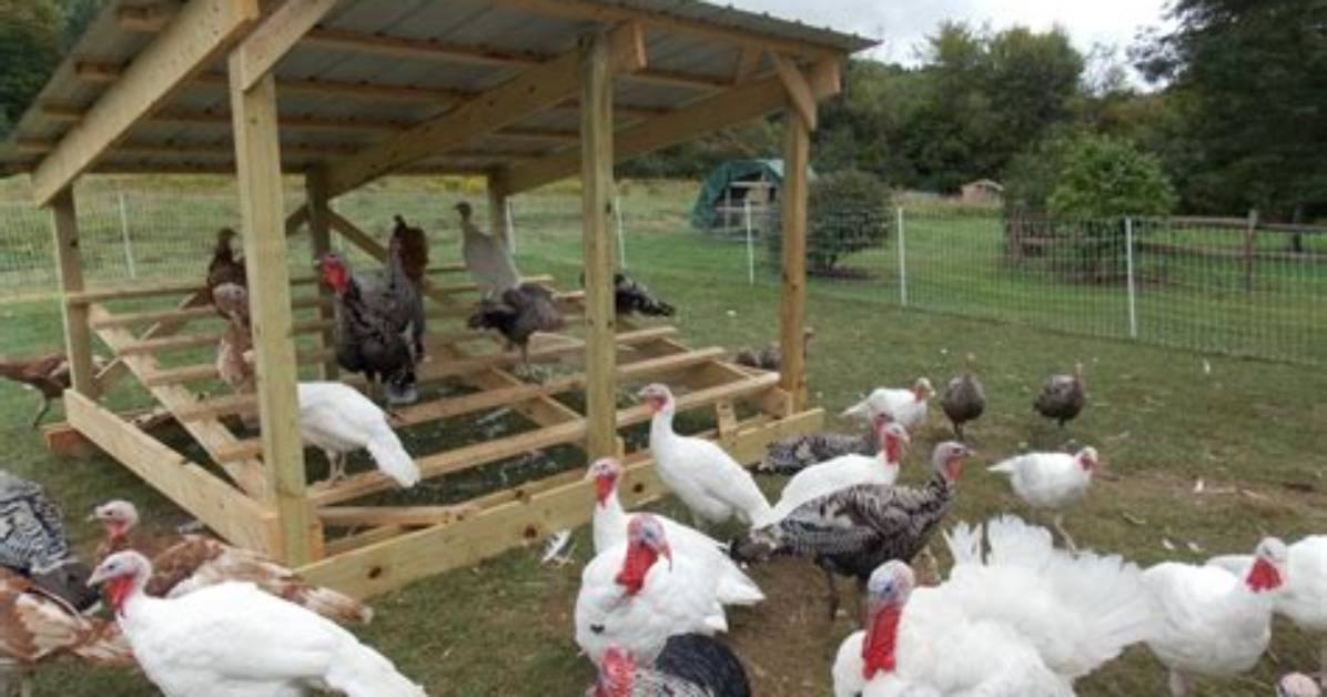 Do Turkeys Need to Roost?