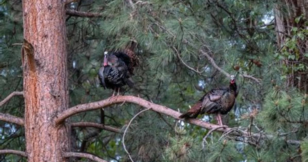 Do Turkeys Roost in the Same Tree Every Night?