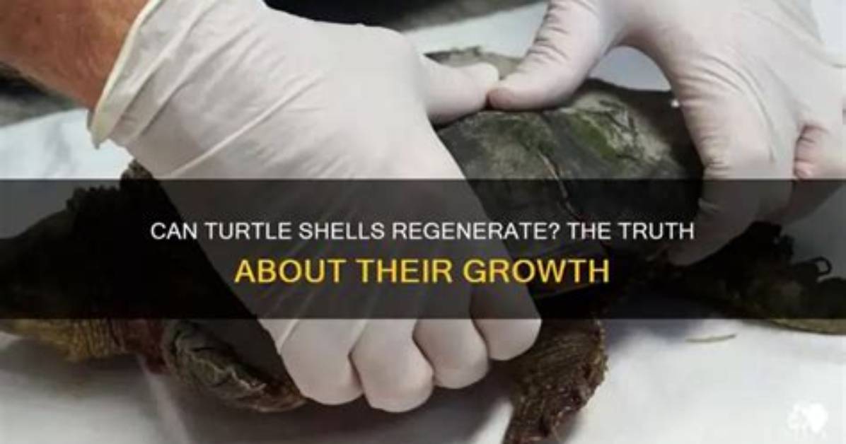 Do Turtle Shells Regenerate