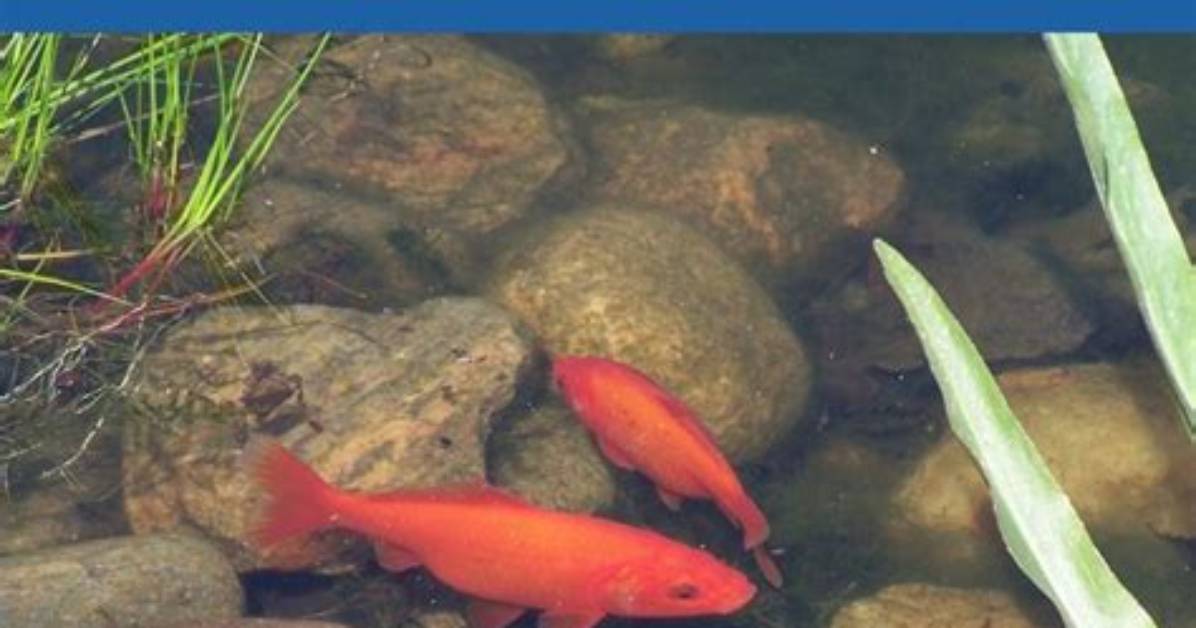 Do Turtles Hurt Fish Population