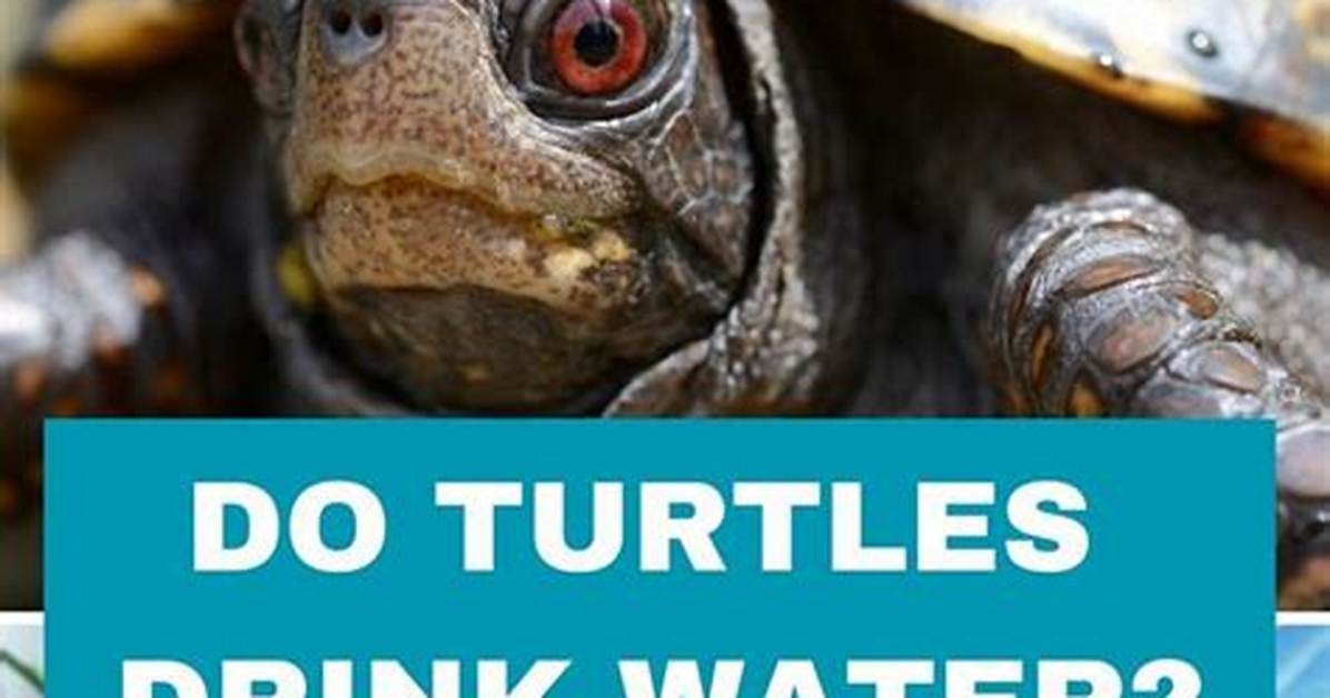 Do Turtles Need Aerated Water?