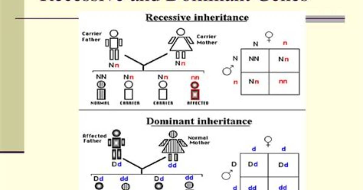 Do Two Recessive Genes Make a Dominant?