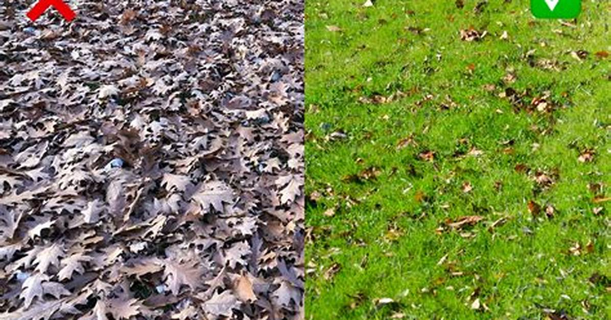 Do Unraked Leaves Kill Grass?