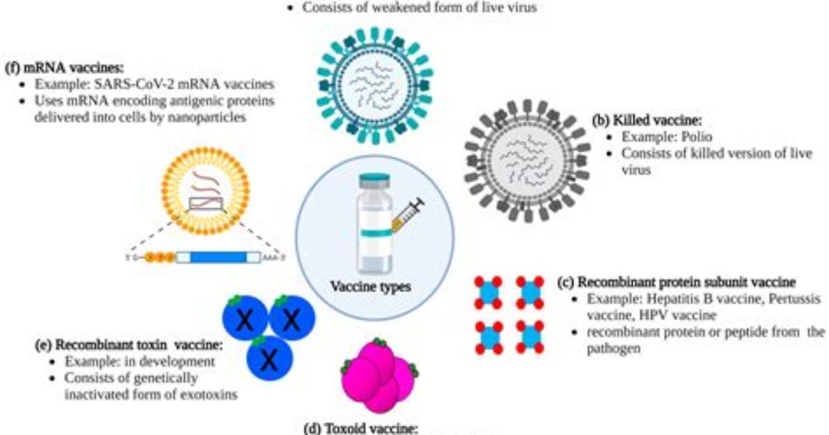 Do Vaccines Have Live Viruses?