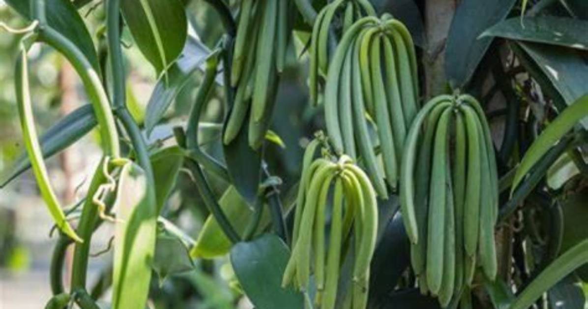 Do Vanilla Beans Have Seeds