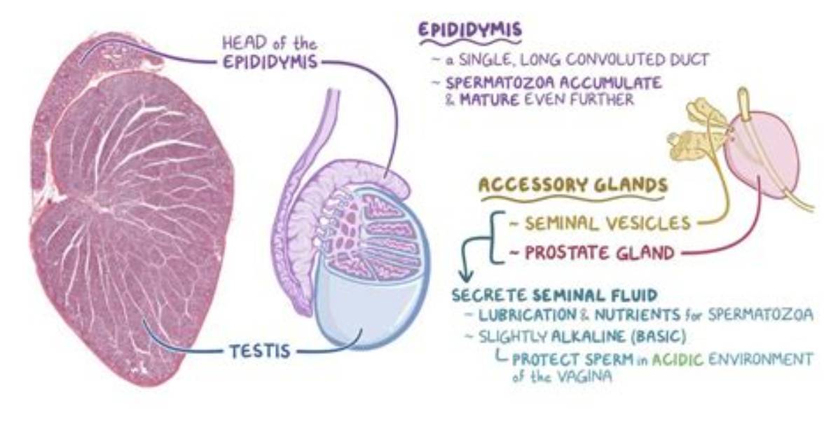 Do Vas Deferens Have Nerves