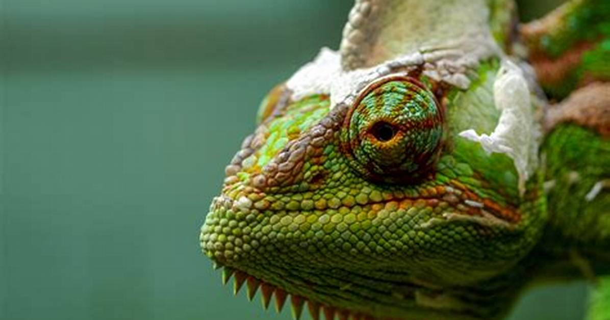 Do Veiled Chameleons Have Ears?