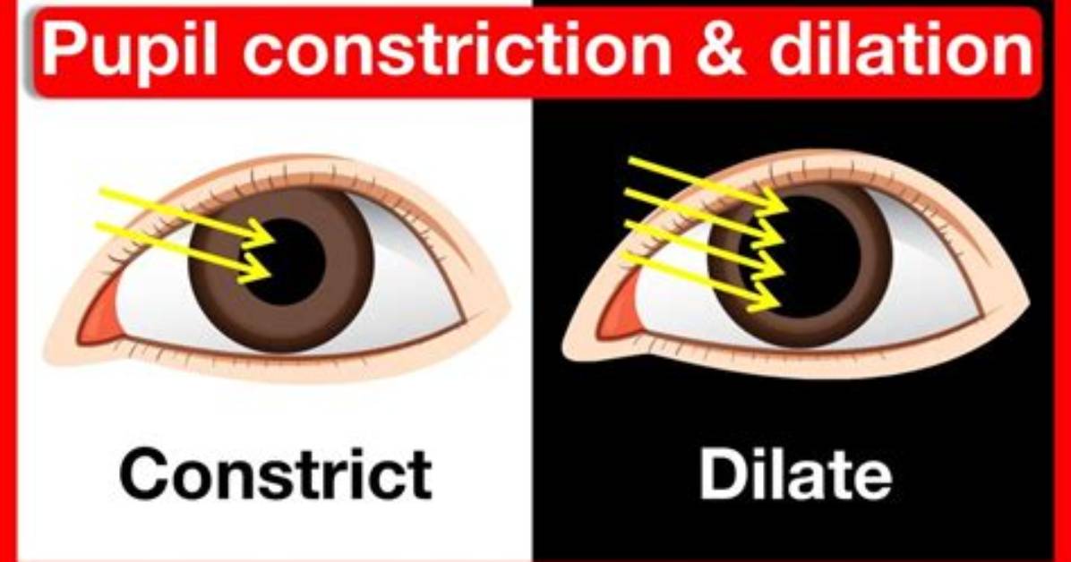 Do Veins Constrict and Dilate?