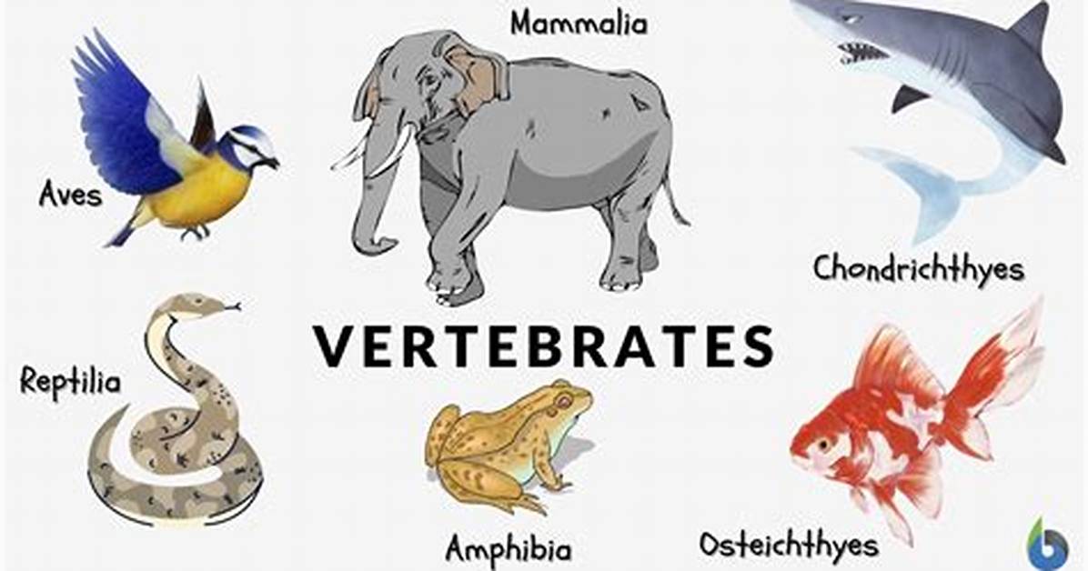 Do Vertebrates Have Protonephridia?