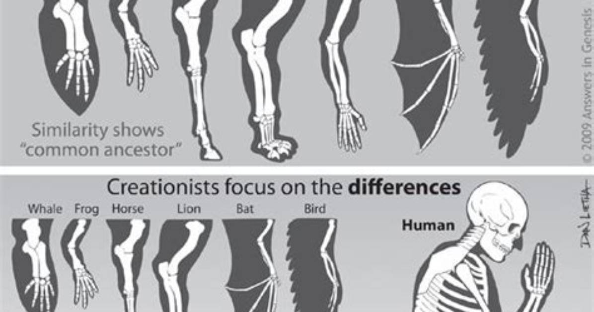 Do Vestigial Structures Provide Evidence for Evolution?