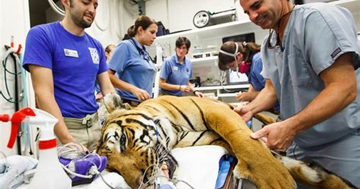 Do Vets Have to Perform Surgery?