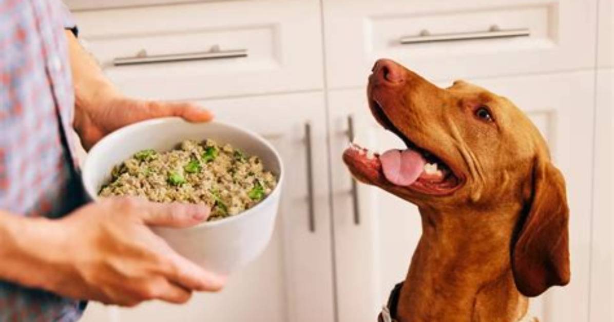 Do Vets Recommend Farmer's Dog?