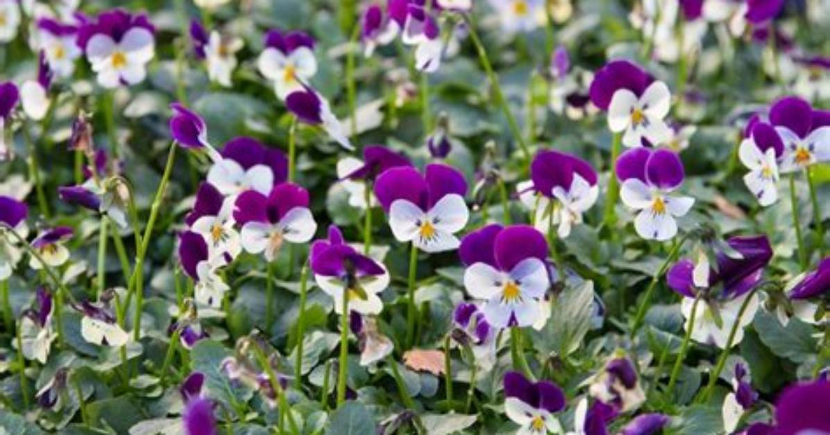Do Violas Flower in Winter?