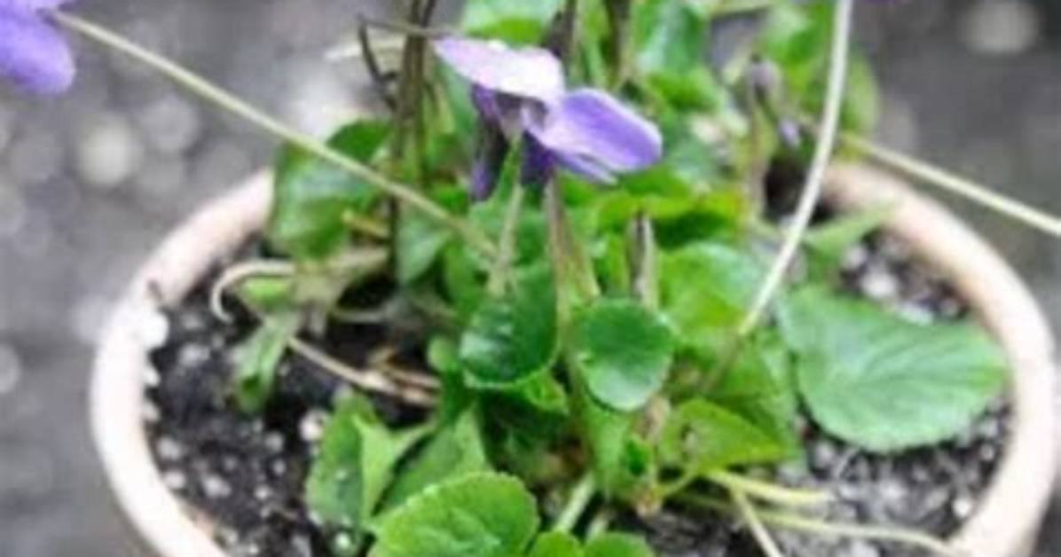 Do Violets Have a Scent