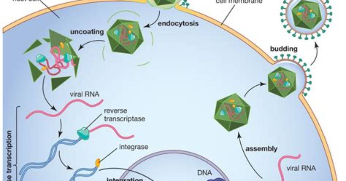 Do Viruses Contain Reverse Transcriptase?