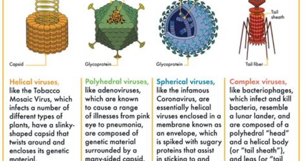 Do Viruses Get Weaker as They Mutate?