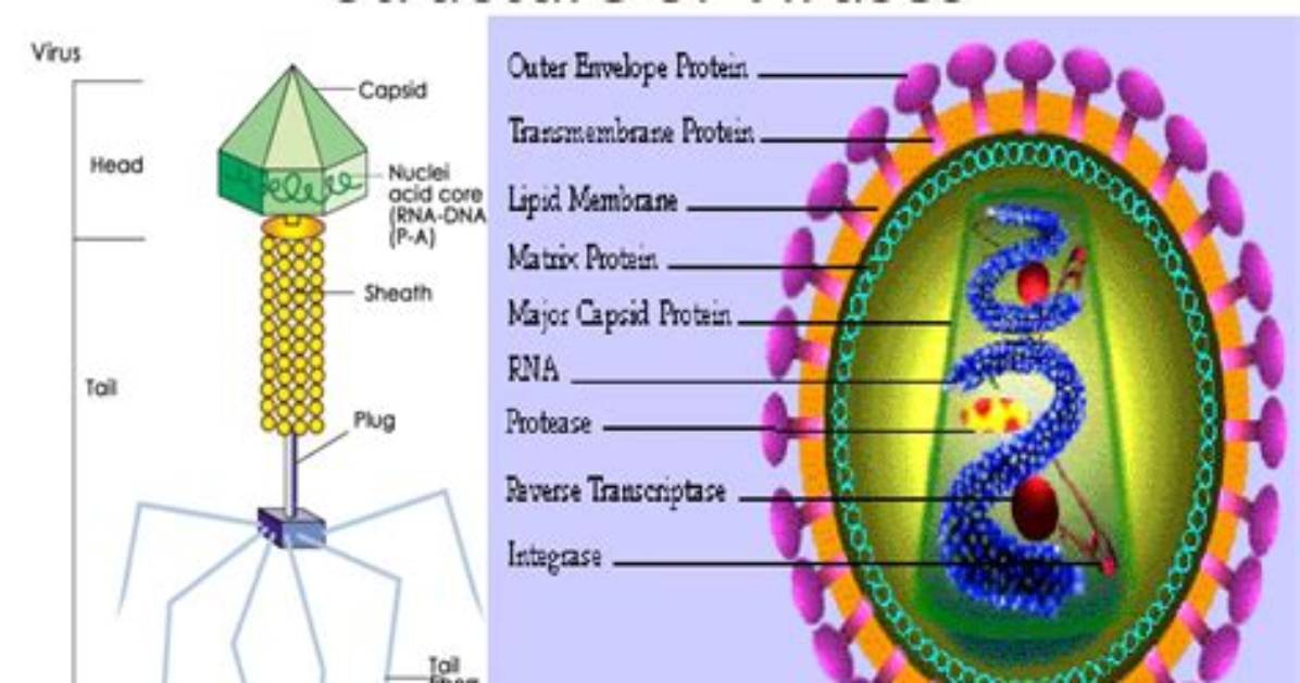 Do Viruses Have a Cell Wall?