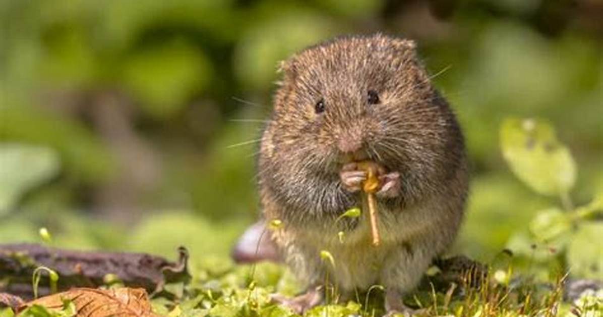 Do Voles Eat Plants
