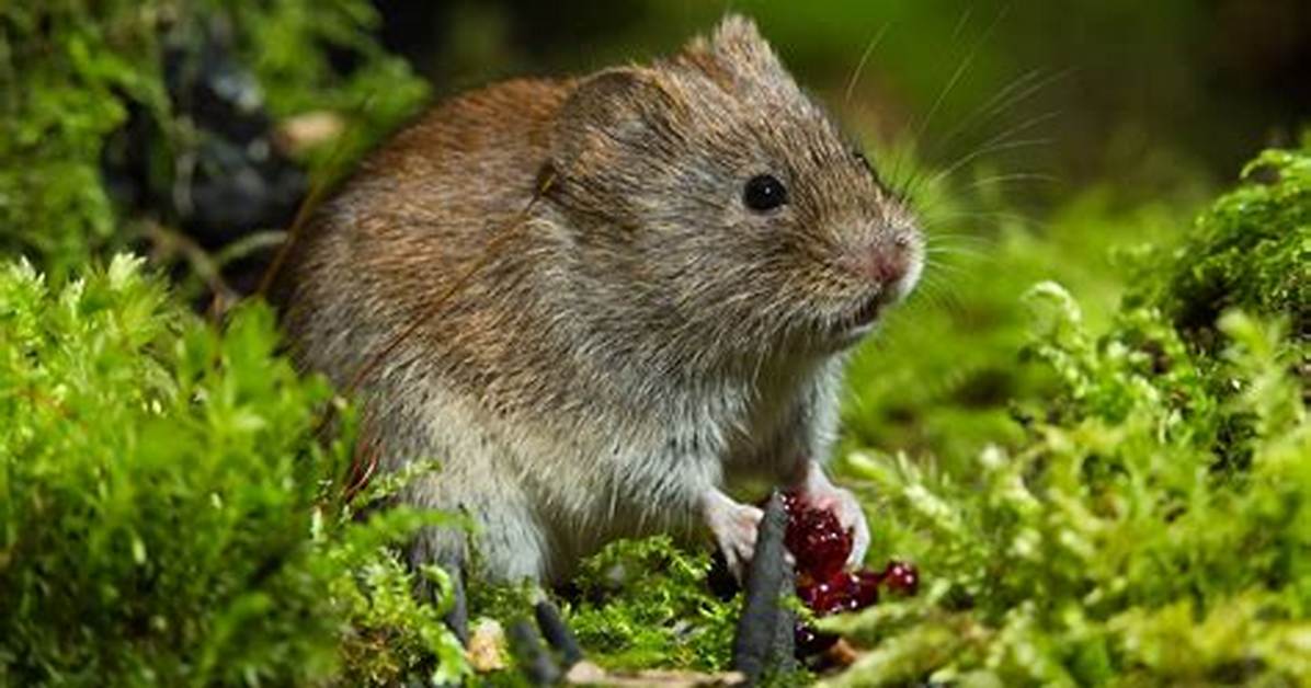 Do Voles Live Underground?
