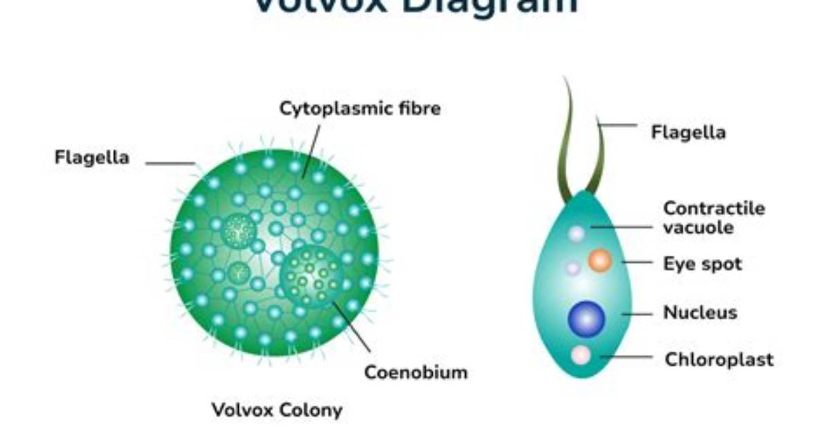 Do Volvox Have Flagella?