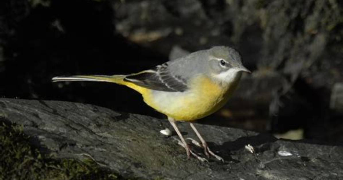 Do Wagtails Mate for Life?