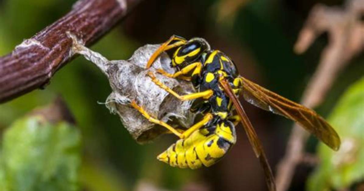 Do Wasps Kill Flies