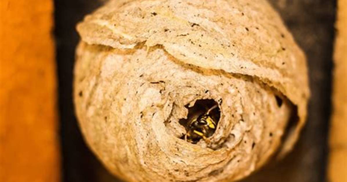 Do Wasps Reuse Nests?
