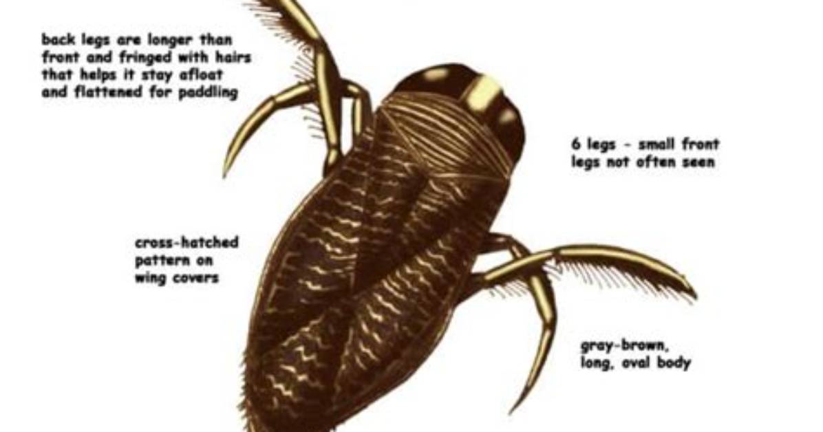 Do Water Boatmen Fly