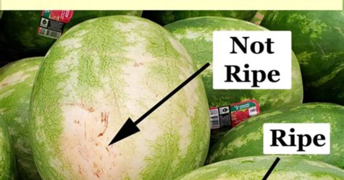 Do Watermelons Get Ripe?