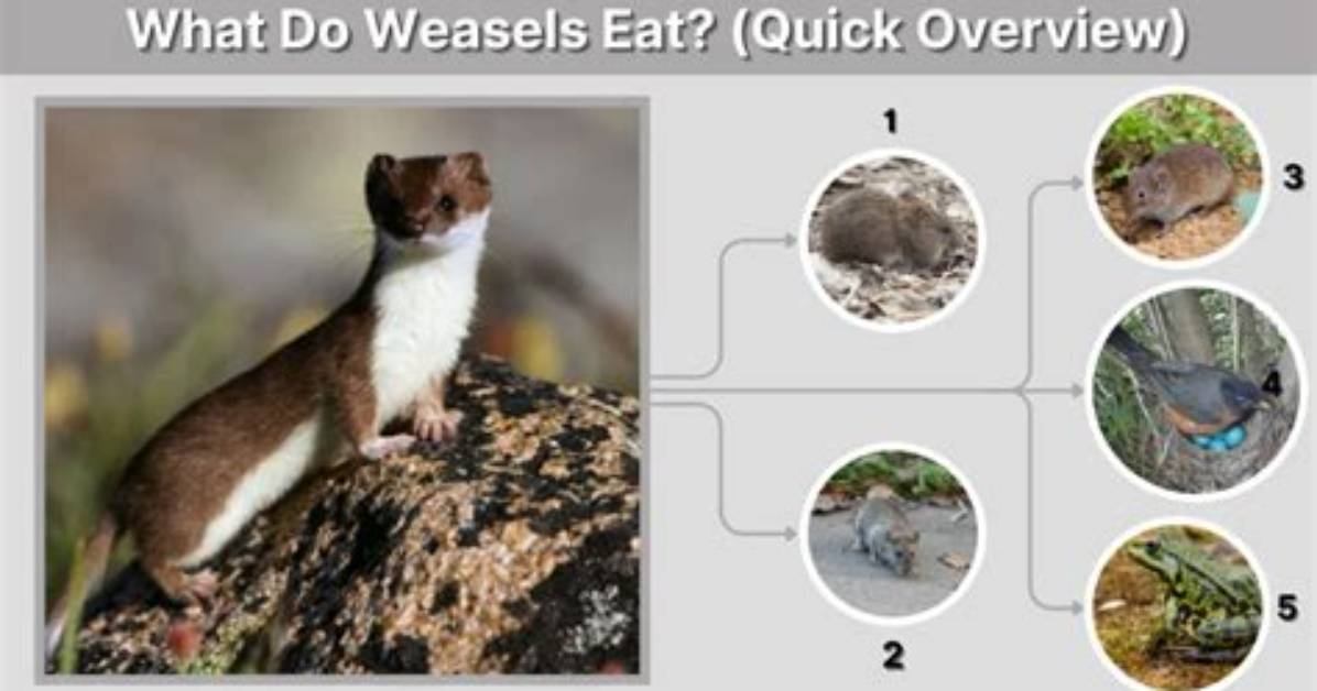 Do Weasels Eat Rats?