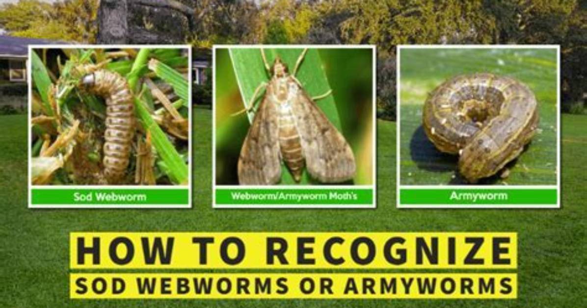 Do Webworms Turn into Moths