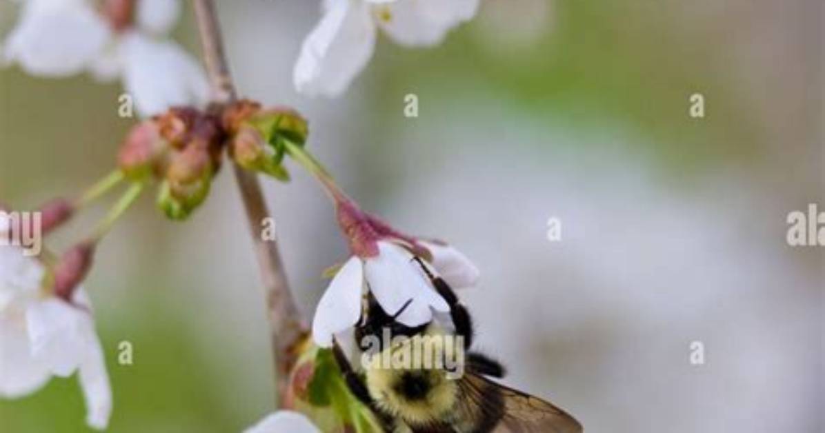 Do Weeping Cherry Trees Attract Bees