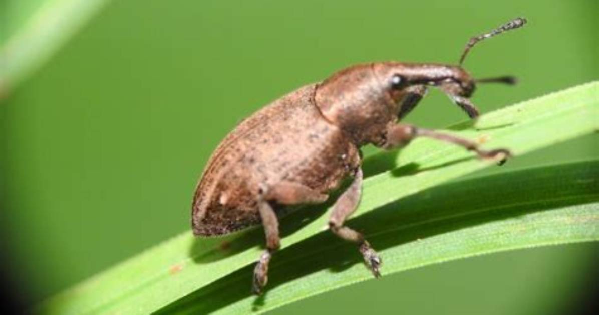 Do Weevils Bite Humans