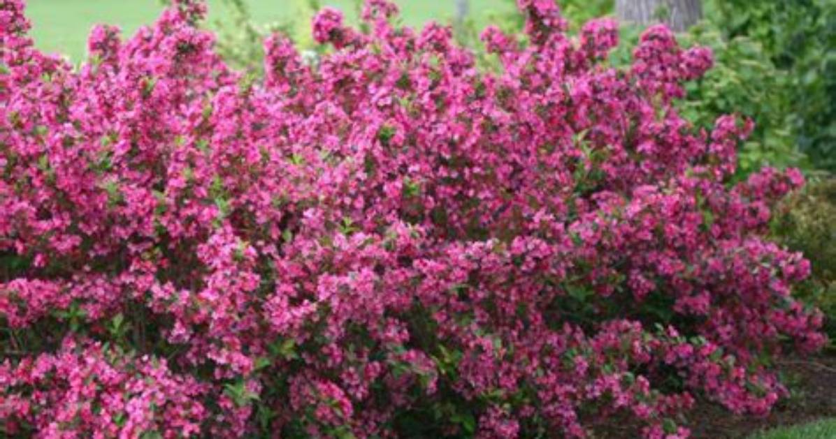 Do Weigela Bloom Every Year?