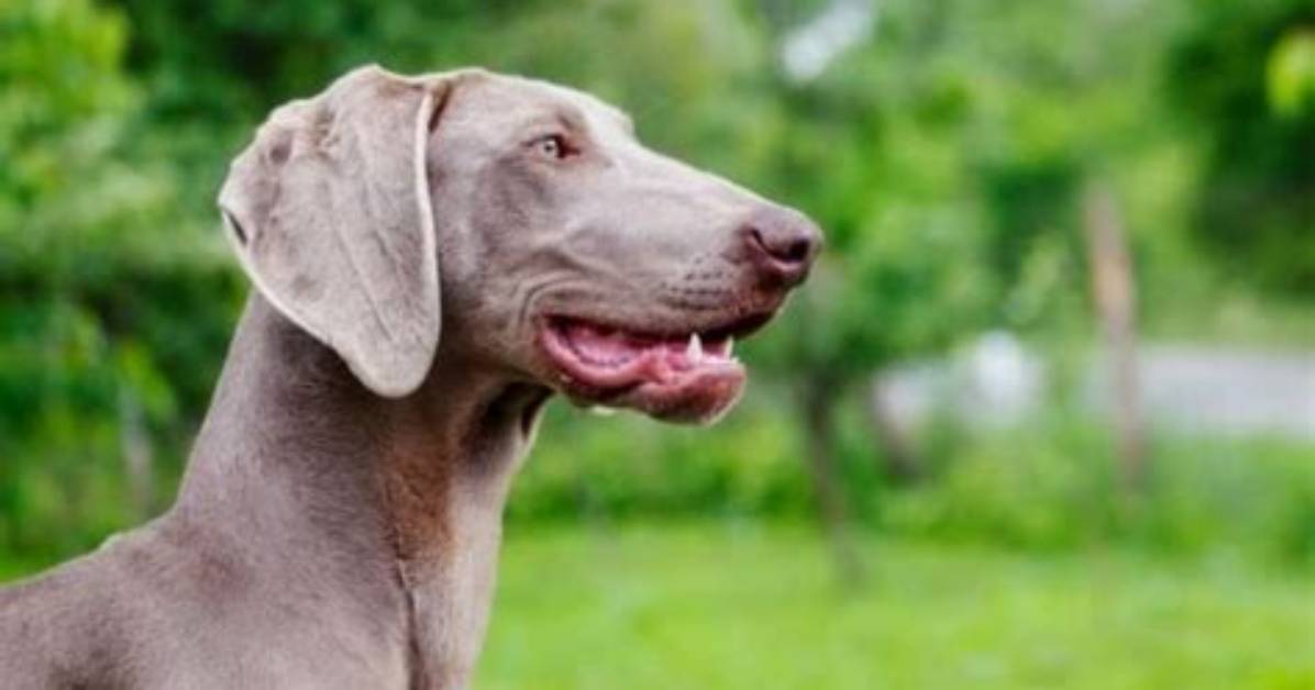 Do Weimaraners Have Webbed Feet?